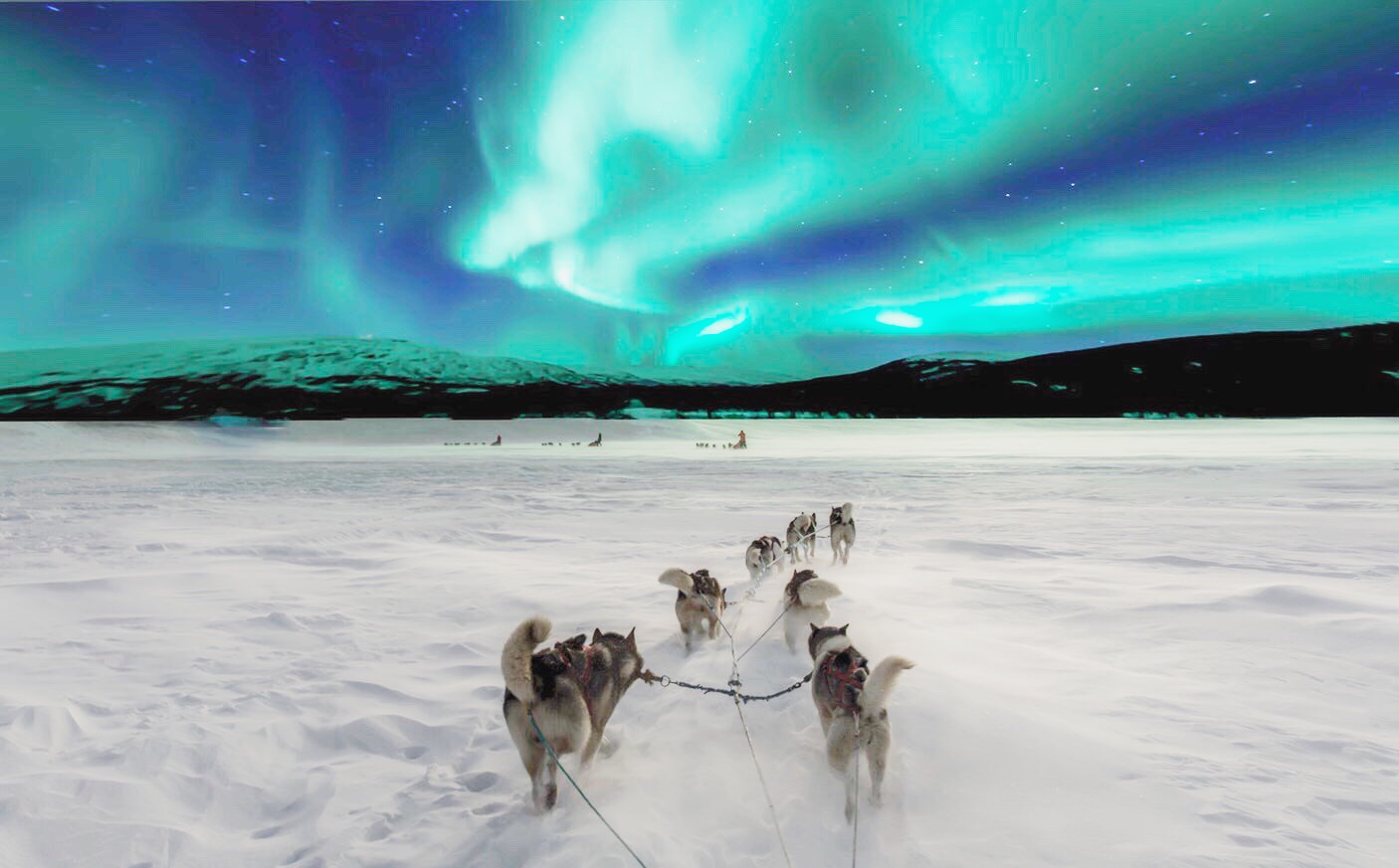 Study in Finland: Reindeers, Northern Lights, and So Much More!