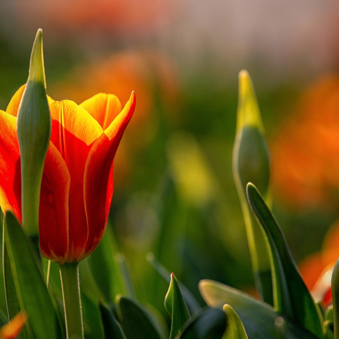 Ayo Kuliah di Belanda dengan Orange Tulip Scholarship